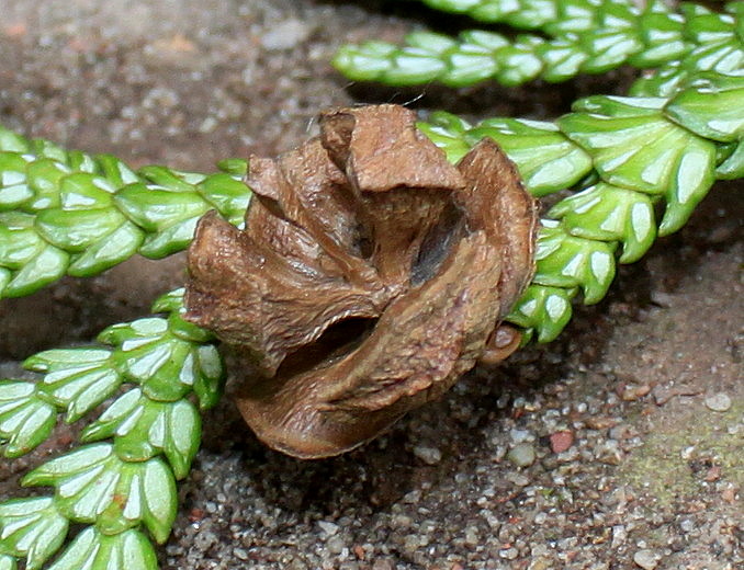 Image of Thujopsis dolabrata specimen.