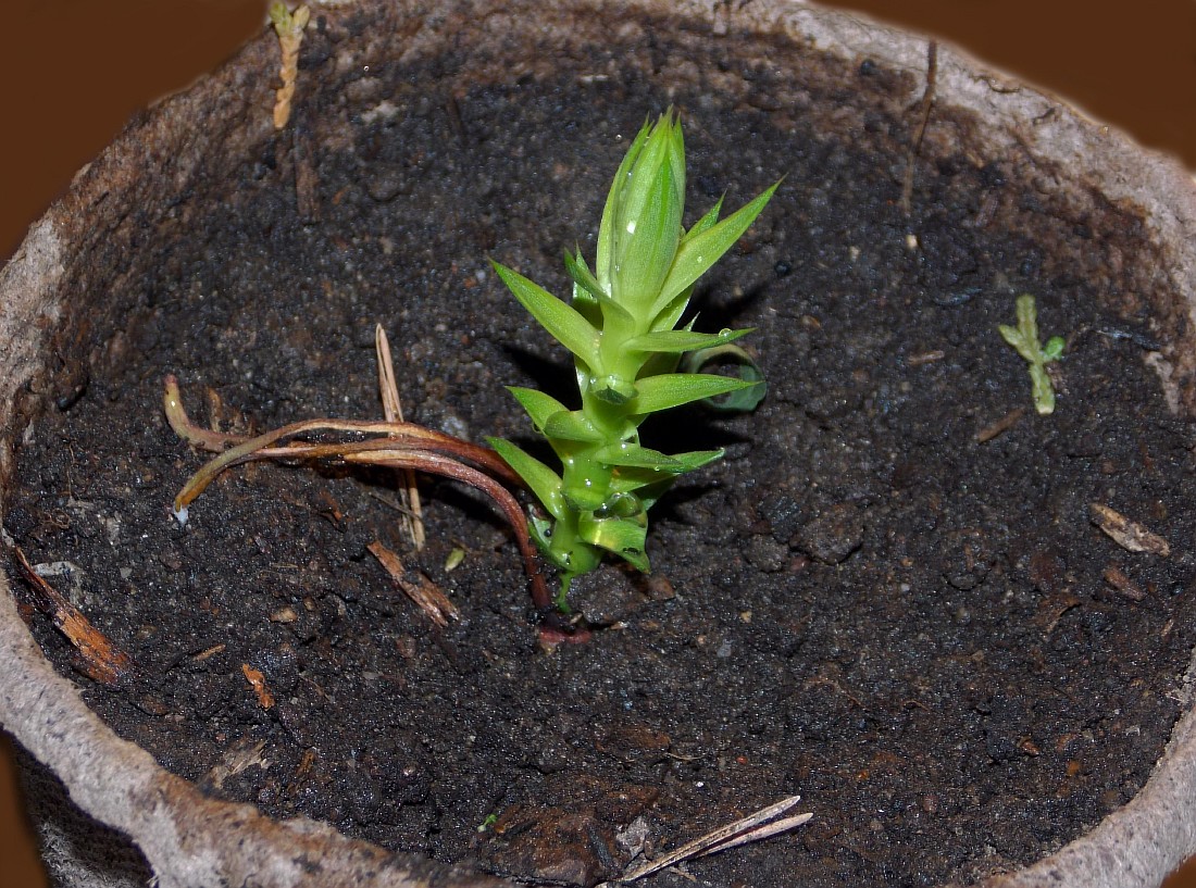 Изображение особи Araucaria araucana.