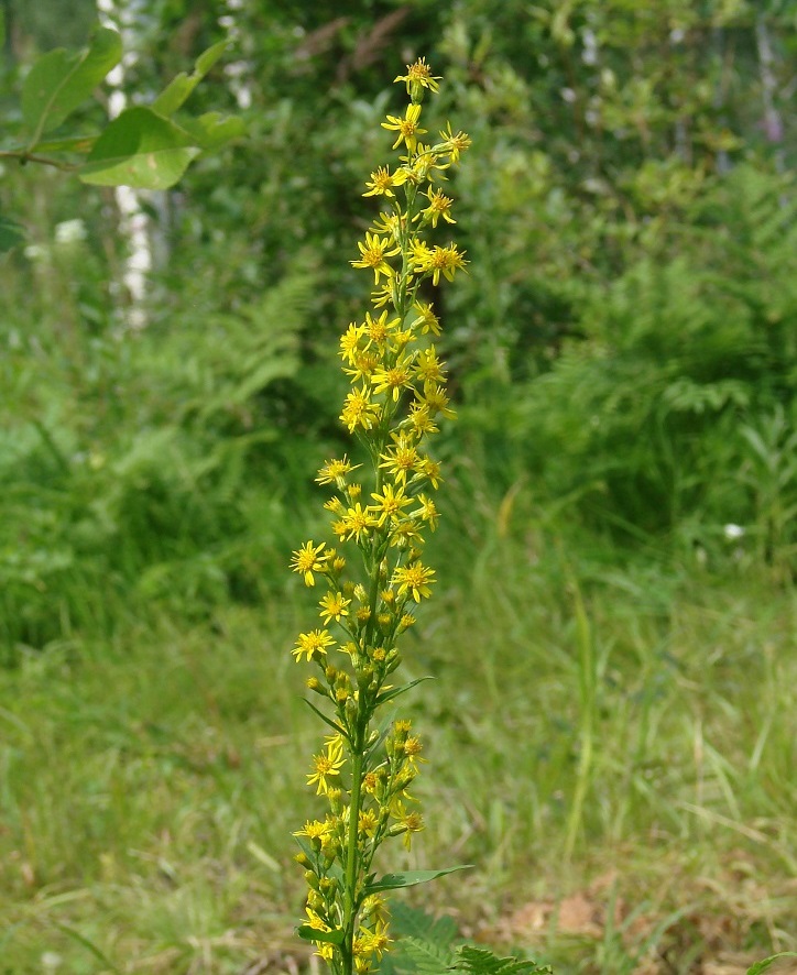 Image of Solidago virgaurea ssp. dahurica specimen.