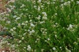 Dorycnium herbaceum. Верхушки побегов с соцветиями. Крым, Севастополь, окр. пос. Любимовка. 5 июня 2013 г.