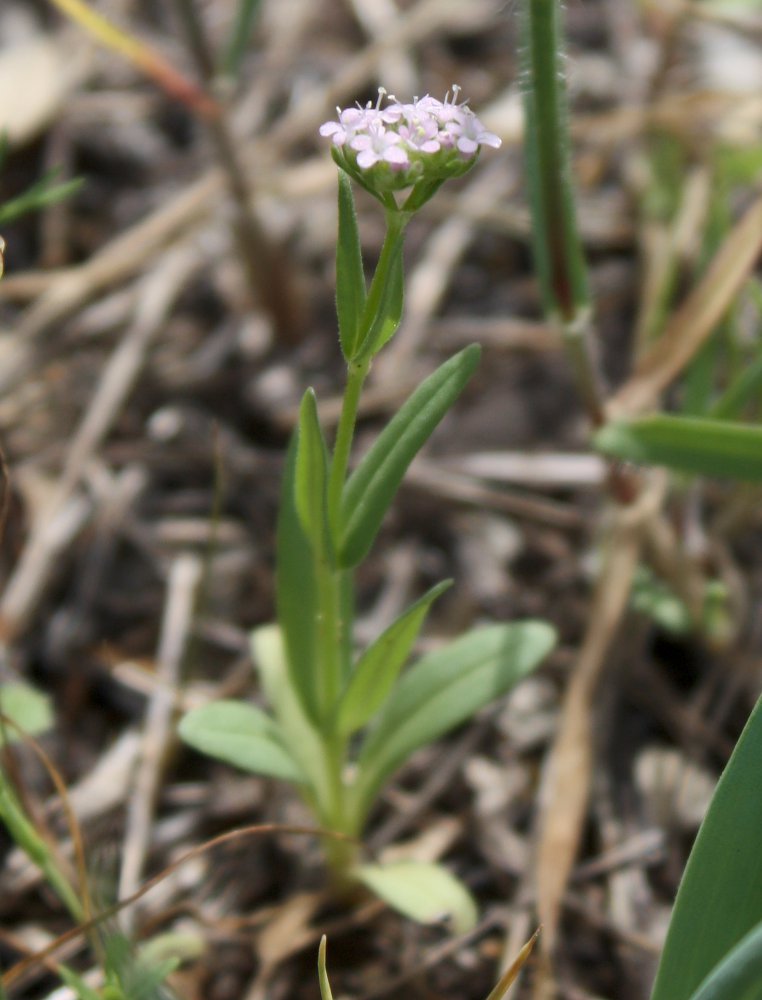 Изображение особи Valerianella vesicaria.