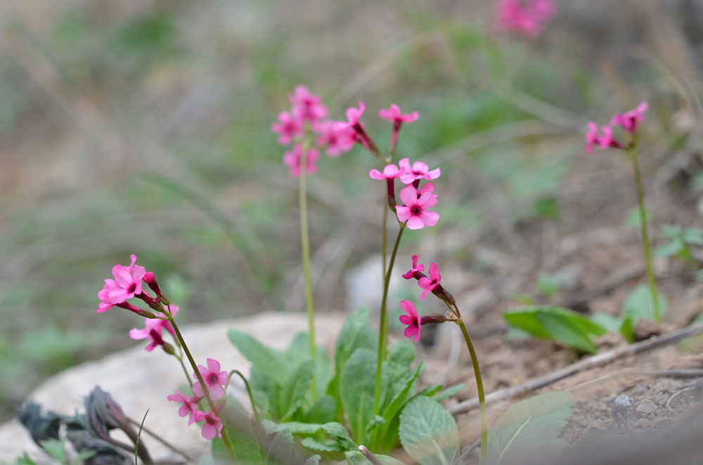 Image of Primula fedtschenkoi specimen.