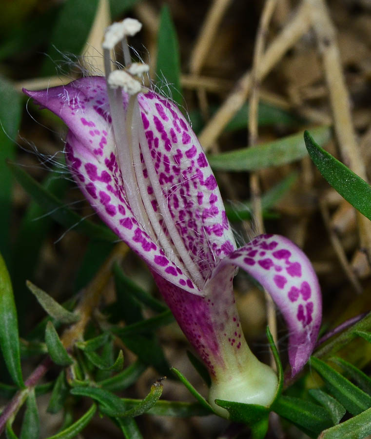 Image of Eremophila maculata specimen.