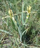Iris halophila. Цветущее растенние. Восточный Казахстан, Уланский район, окр. с. Украинка. 03.06.2011.