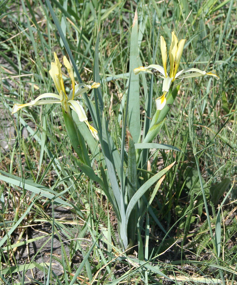 Image of Iris halophila specimen.