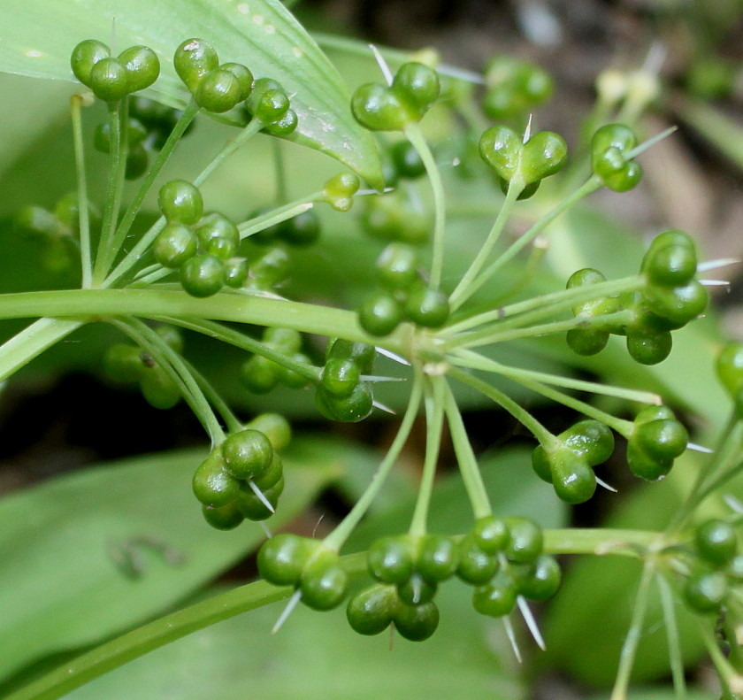 Image of Allium ursinum specimen.