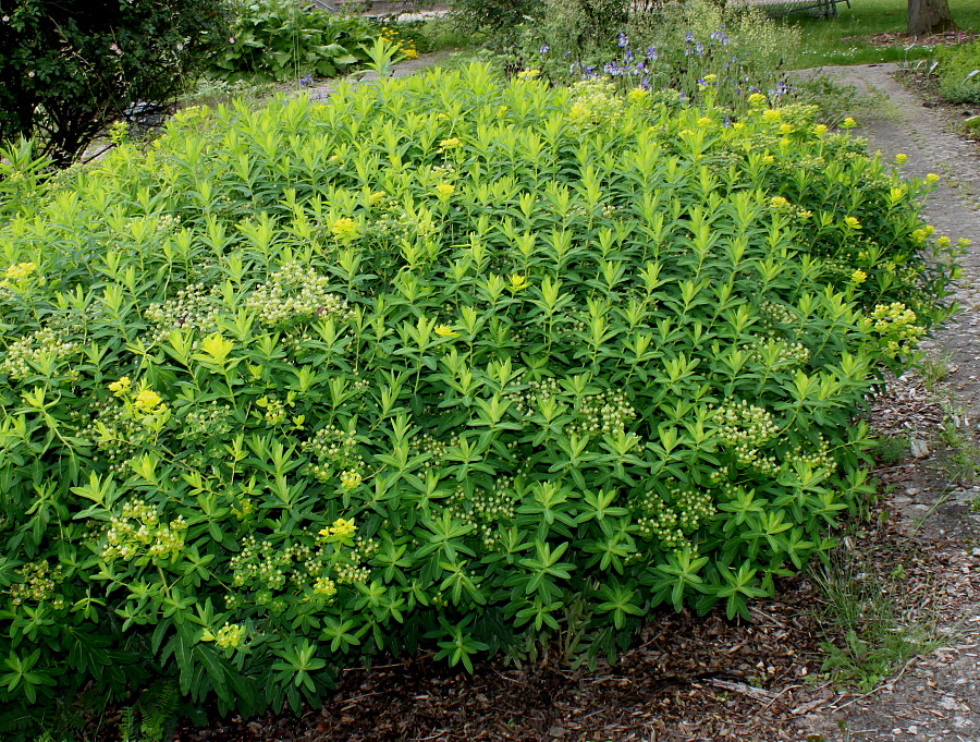 Image of Euphorbia villosa specimen.