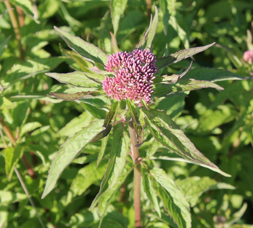 Изображение особи Eupatorium cannabinum.