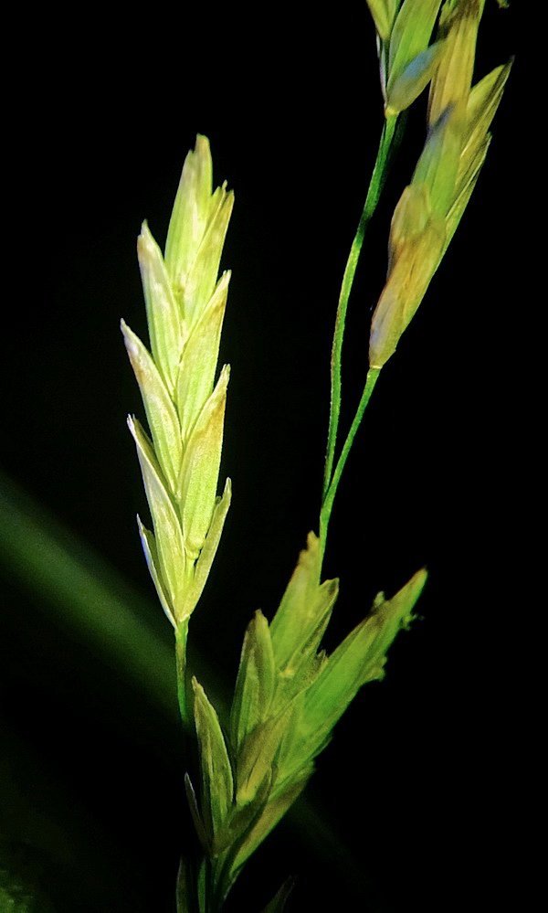Image of Glyceria leptorhiza specimen.