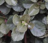 Pilea depressa