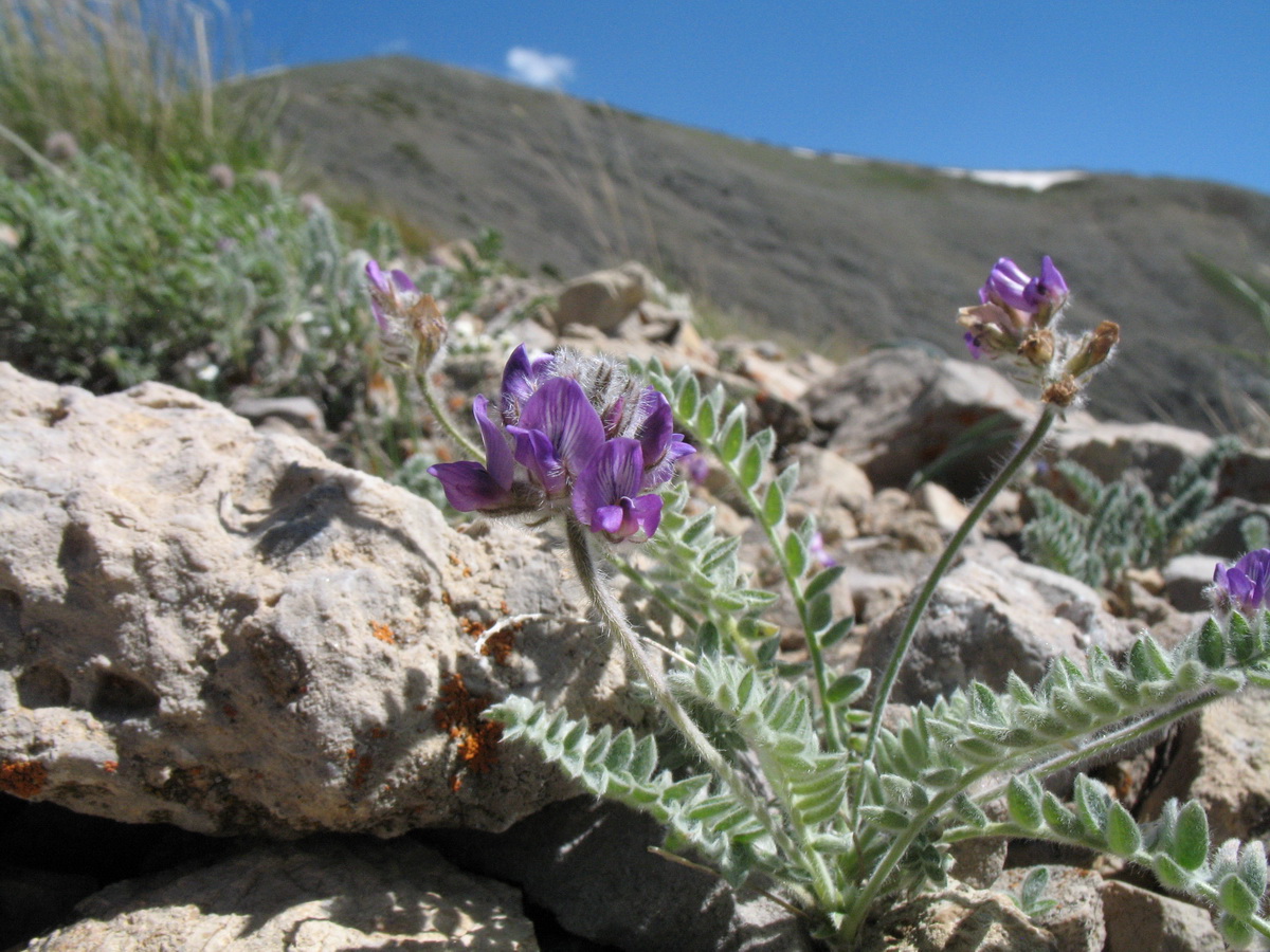 Image of Oxytropis albovillosa specimen.