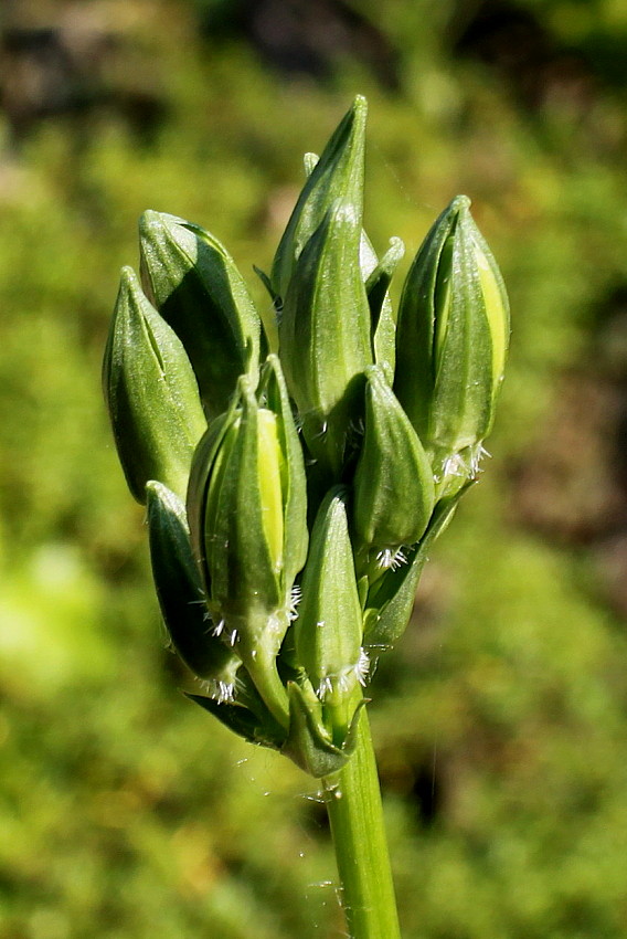 Изображение особи Campanula persicifolia.