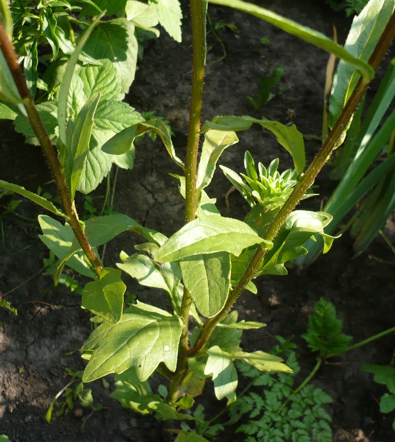 Изображение особи Callistephus chinensis.