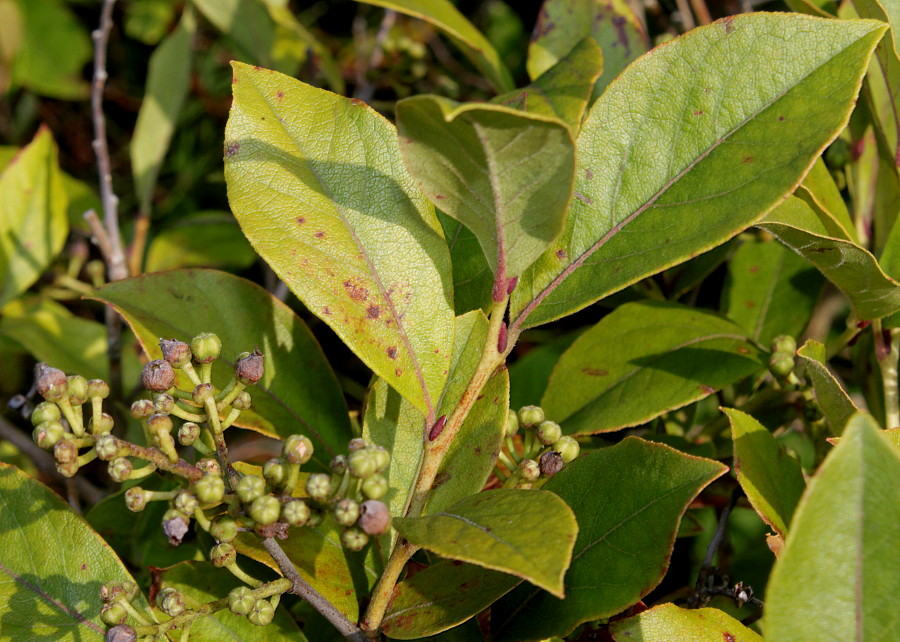 Image of Lyonia ligustrina specimen.