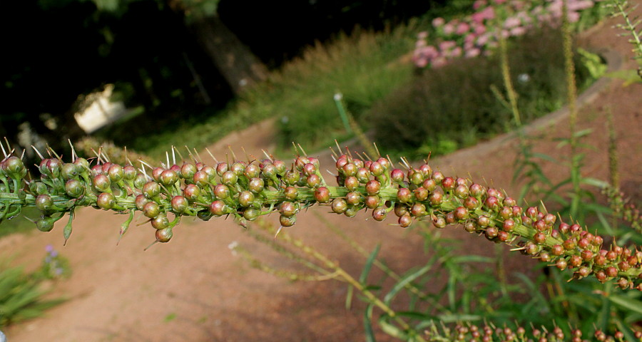 Image of Lysimachia barystachys specimen.