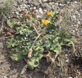 Taraxacum serotinum