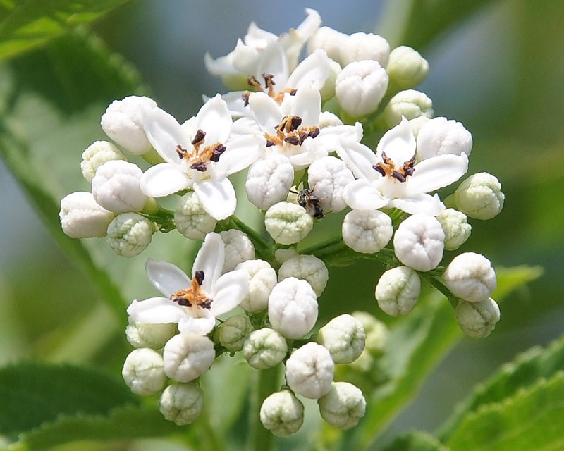 Изображение особи Sambucus ebulus.