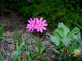 Primula cuneifolia