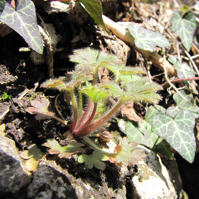 Image of Saxifraga irrigua specimen.