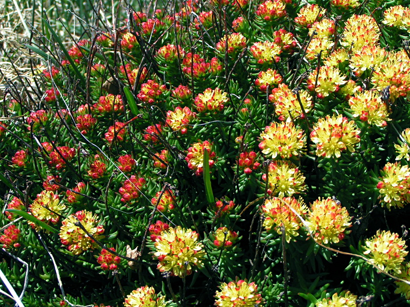 Image of Rhodiola quadrifida specimen.