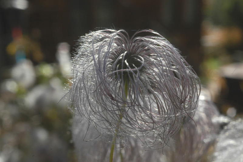 Image of Clematis tangutica specimen.