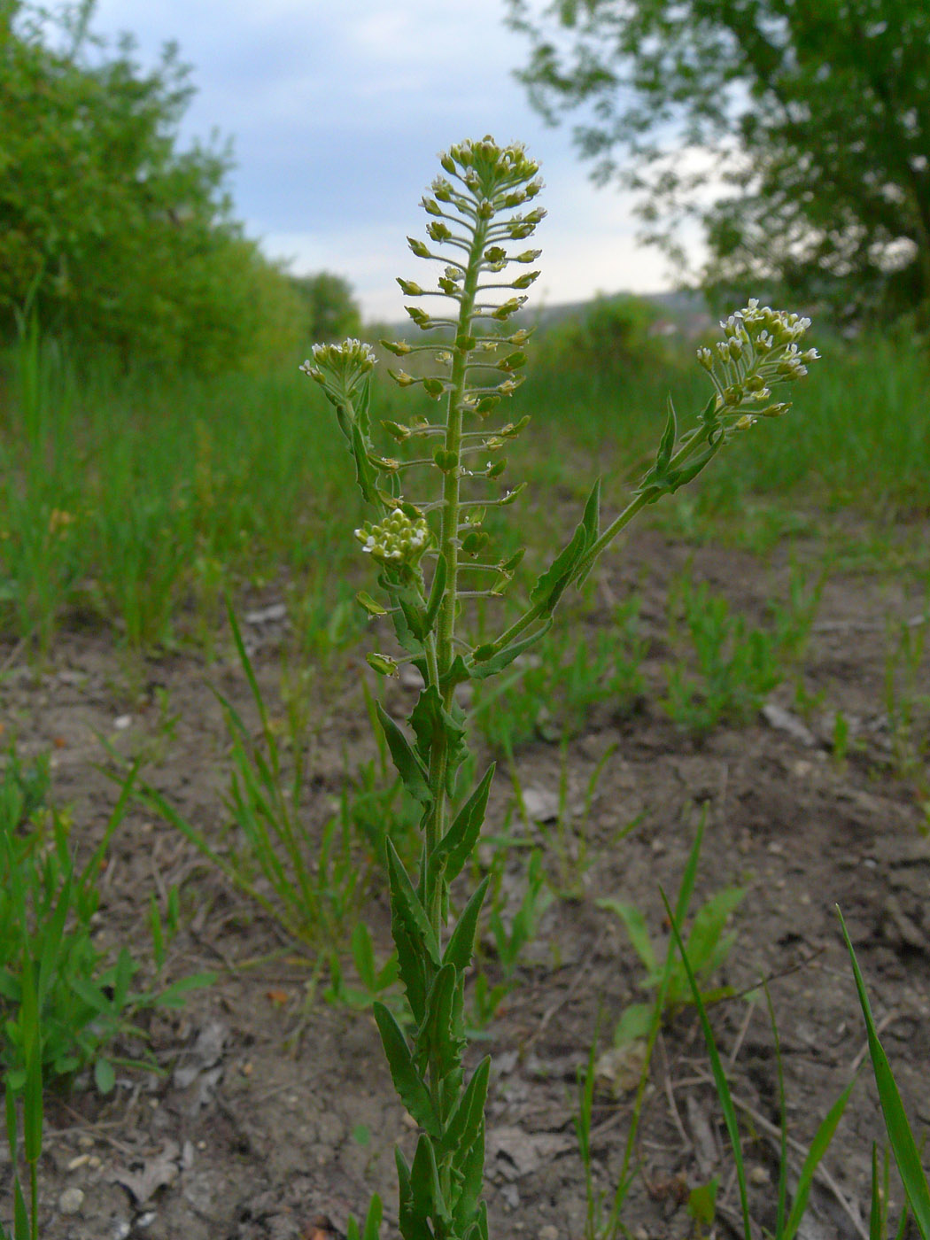 Image of Lepidium campestre specimen.