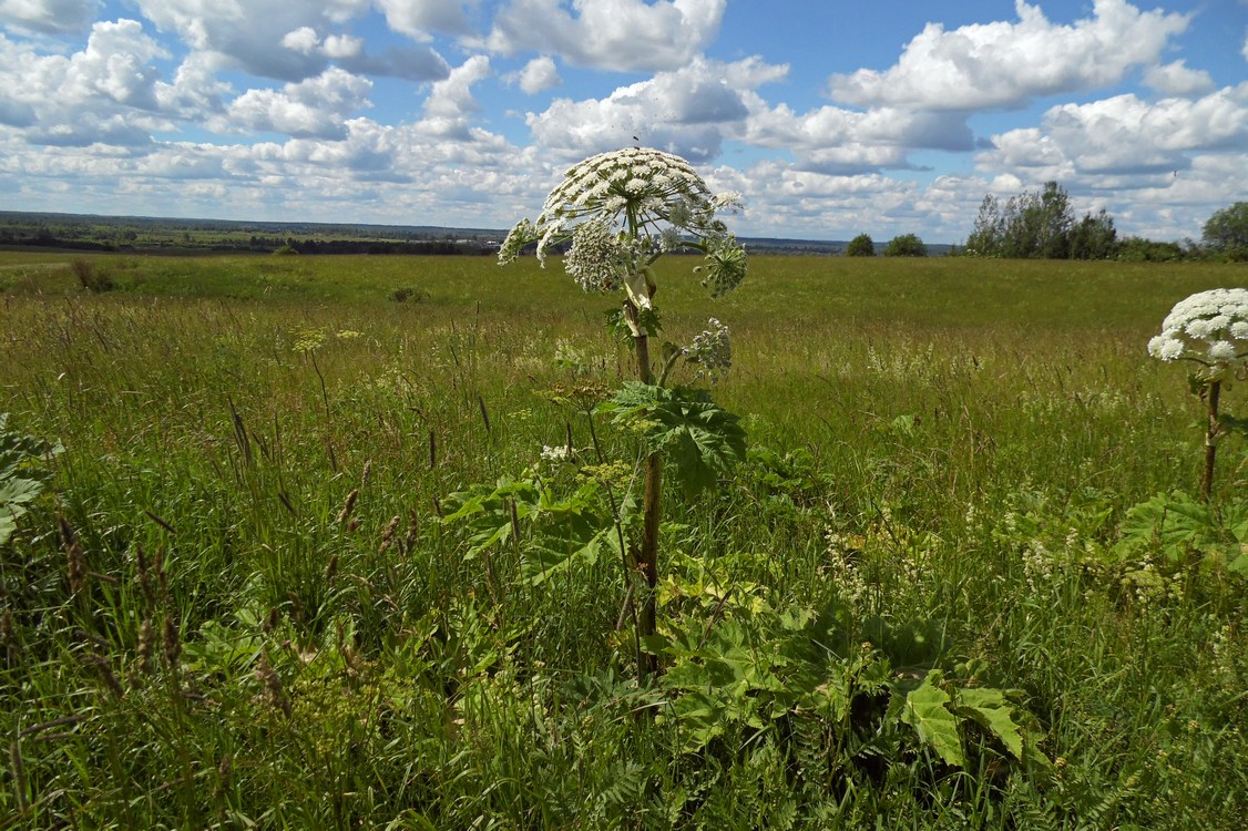 Изображение особи Heracleum sosnowskyi.