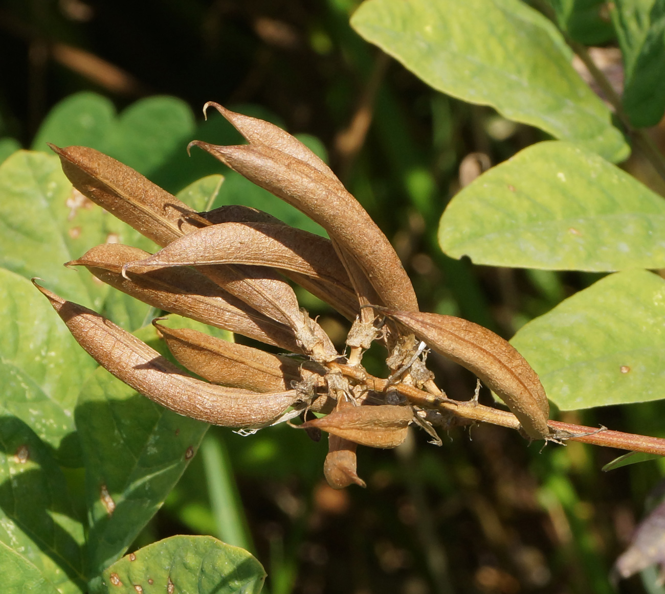 Изображение особи Astragalus glycyphyllos.