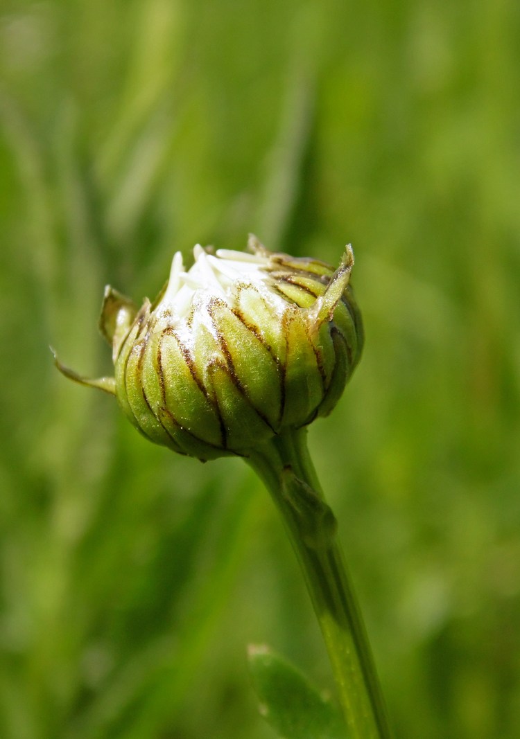 Image of Leucanthemum ircutianum specimen.