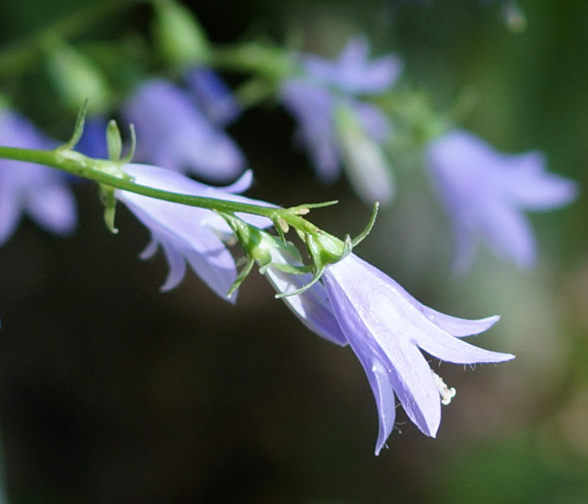 Image of genus Campanula specimen.