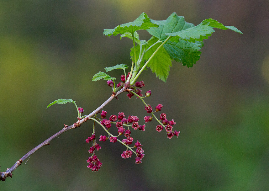 Image of Ribes atropurpureum specimen.