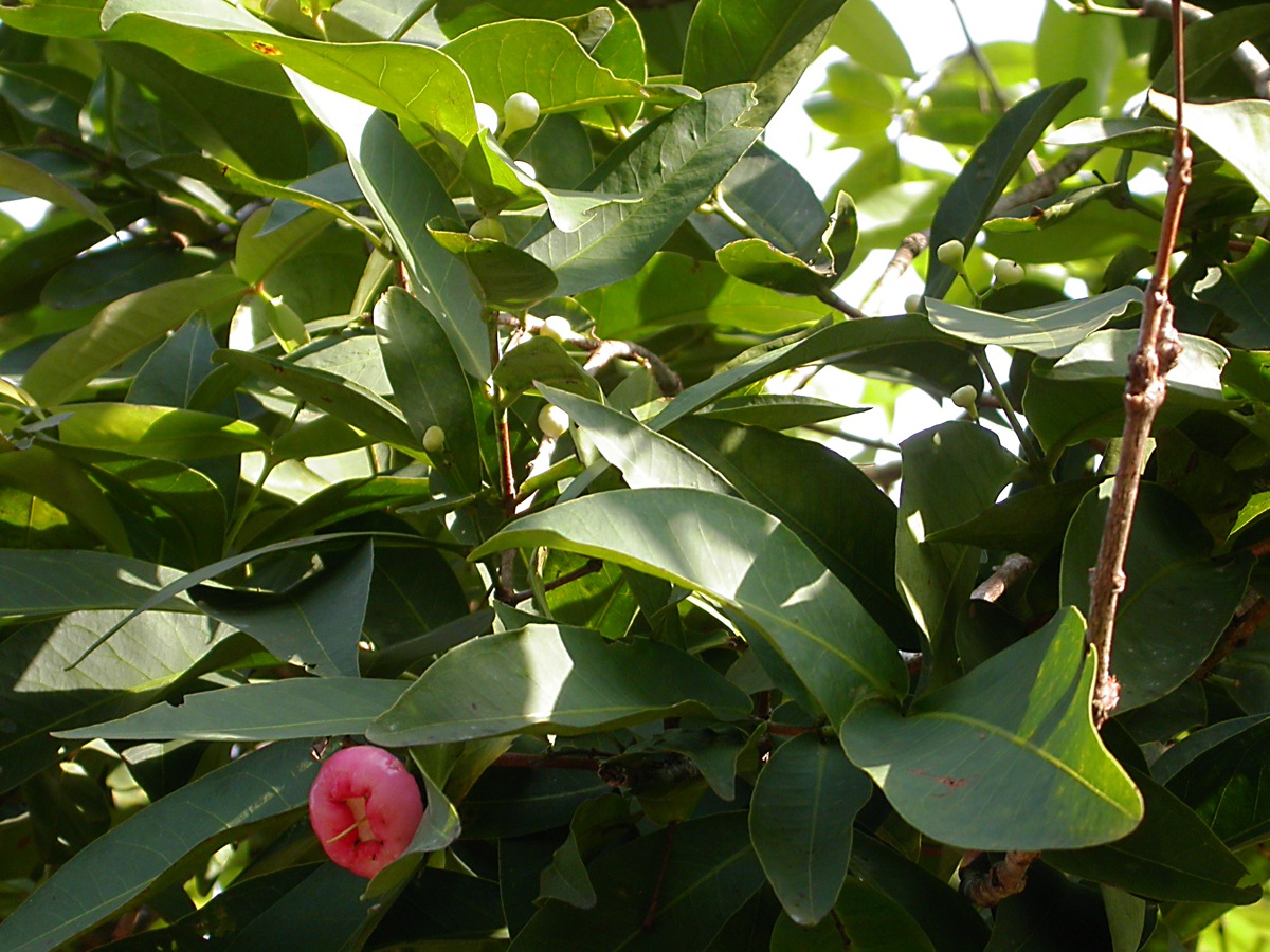 Image of Syzygium samarangense specimen.