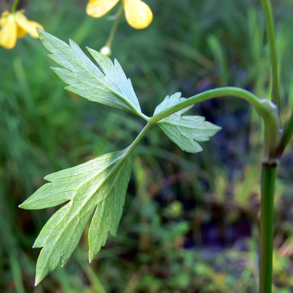 Image of Ranunculus repens specimen.