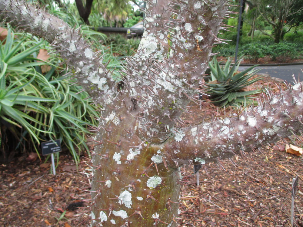 Image of Pachypodium lamerei specimen.