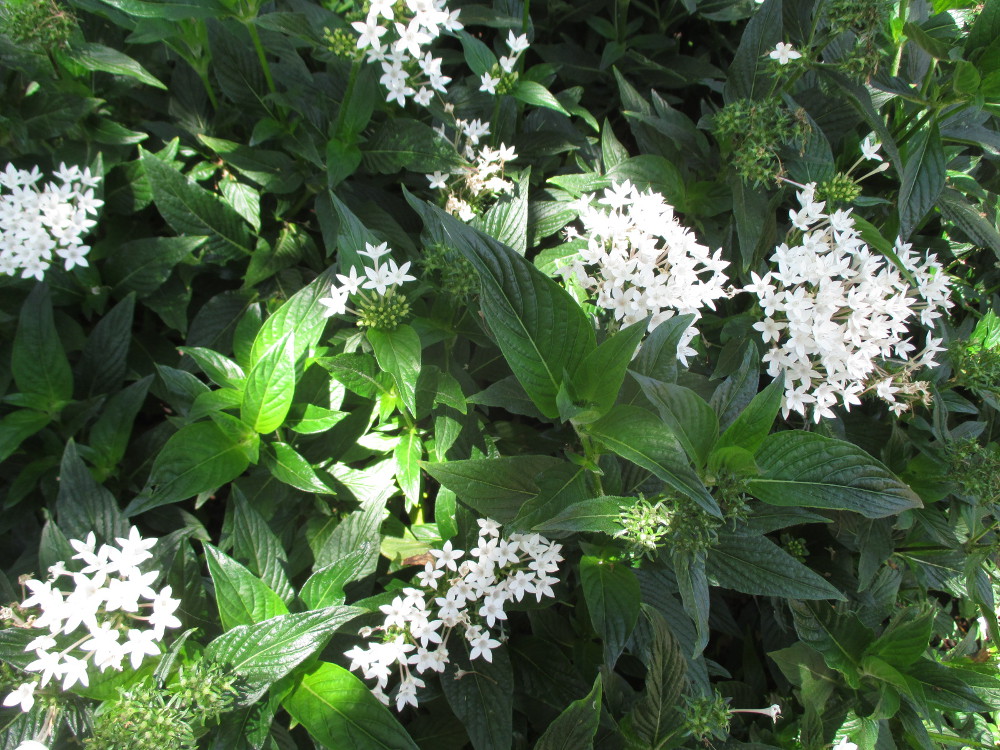 Image of Pentas lanceolata specimen.