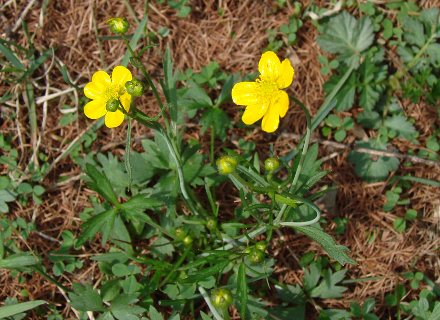 Изображение особи Ranunculus propinquus.