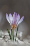 Crocus tauricus