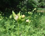 Cirsium oleraceum. Верхушка цветущего растения. Ленинградская обл., г. Гатчина, Гатчинский парк. 17.07.2010.