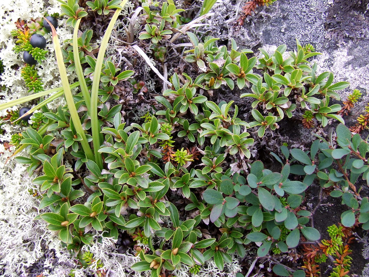 Image of Salix myrsinites specimen.