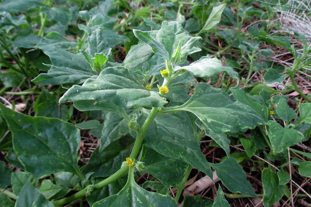 Image of Tetragonia tetragonoides specimen.