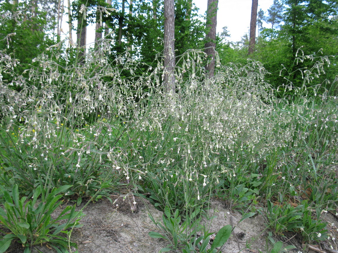 Image of Silene nutans specimen.