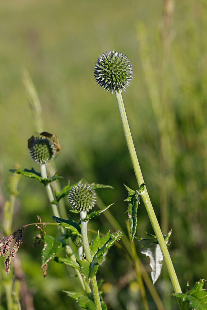 Image of Echinops sphaerocephalus specimen.