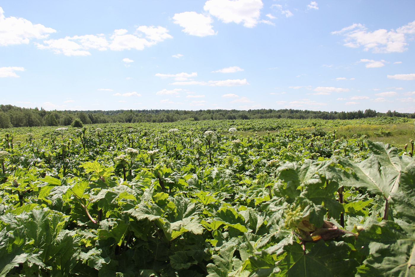 Изображение особи Heracleum sosnowskyi.