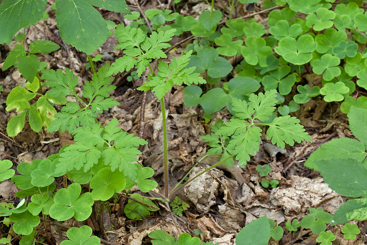 Image of Geranium robertianum specimen.