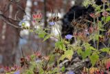 Geranium bohemicum. Верхушка цветущего и плодоносящего побега. Республика Адыгея, Майкопский р-н, ок. 3 км к северу от пос. Гузерипль, южный склон горы Казачья, выс. ок. 1200 м н.у.м., в смешанном лесу (пихта, сосна, дуб) после пожара. 23.07.2016.