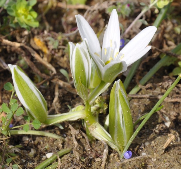 Image of Ornithogalum sibthorpii specimen.