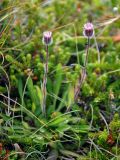 Erigeron uniflorus. Цветущее растение. Исландия, полуостров Снайфедльснес, приморский луг. 08.08.2016.