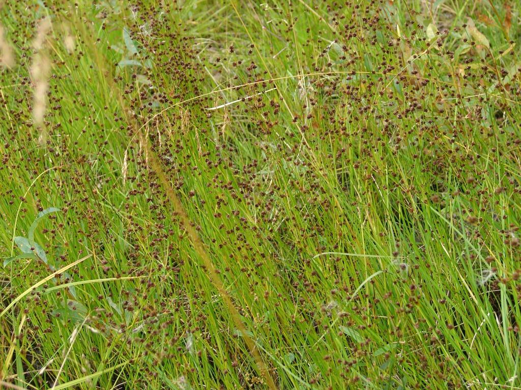 Image of Juncus alpino-articulatus specimen.