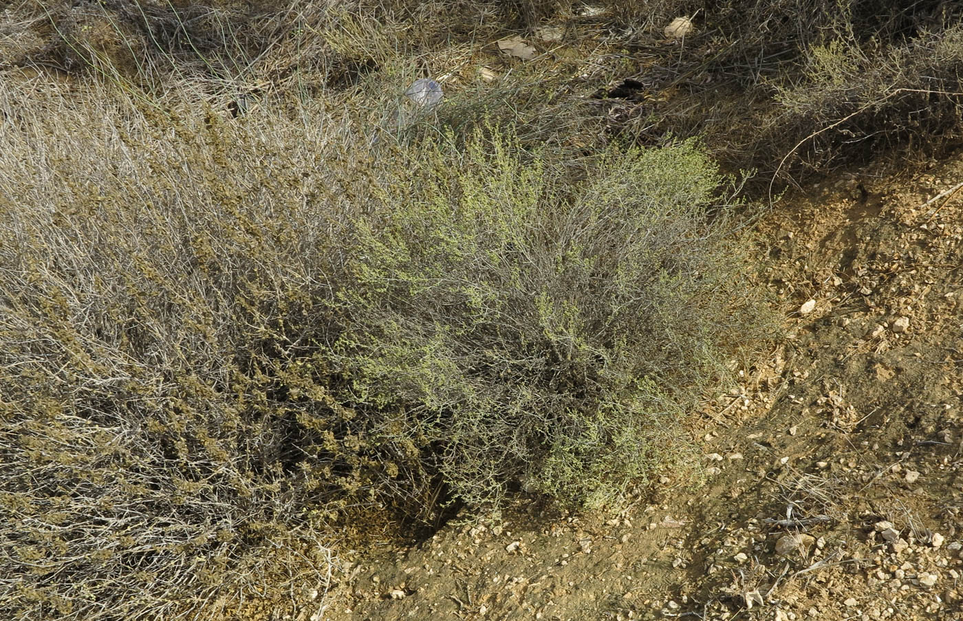 Image of Artemisia sieberi specimen.