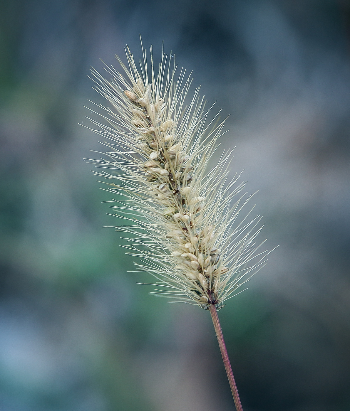 Image of Setaria viridis specimen.